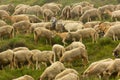 Sheep and goats in pastures Royalty Free Stock Photo