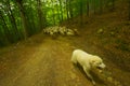 Sheep and goats in pastures Royalty Free Stock Photo