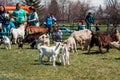 Sheep and goats in a petting zoo Royalty Free Stock Photo