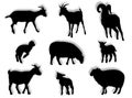 Sheep and goats in silhouette