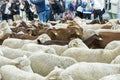 Sheep and goats during the sheep transhumance festival passing through Madrid Spain