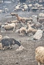 The sheep and goats in Upper Shimshal 5600m live even in summer in winter conditions full of snow