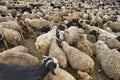 The sheep and goats in Upper Shimshal 5600m live even in summer in winter conditions full of snow