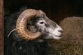 Sheep, Gotland sheep - ram