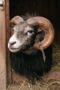 Sheep, Gotland sheep - ram