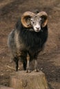 Sheep, Gotland sheep - ram