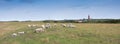 sheep in grass on dike near de cocksdorp and lighthouse on dutch island of texel in the netherlands Royalty Free Stock Photo