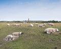 sheep in grass on dike near de cocksdorp and lighthouse on dutch island of texel in the netherlands Royalty Free Stock Photo