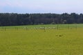 Sheep on grass with forest and blue sky. Czech landscape Royalty Free Stock Photo