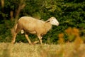 Sheep on the grass meadow in mountains, farmland New Zealand, Scotland, Australia, Norway, agriculture farm. Domestic animal in