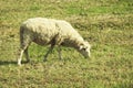 Sheep Royalty Free Stock Photo