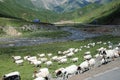 Sheep in grassland