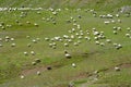 Sheep in grassland