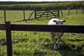 Sheep in grassland in Schalkwijk Royalty Free Stock Photo