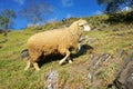 A sheep on grassland