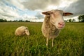 Sheep on grassy field against sky at farm Royalty Free Stock Photo