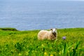 Sheep in a grassy field, Gros Morne, Newfoundland, Canada