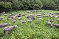 Sheep on grassy meadow near forest in national park des ecrins in the french haute provence
