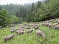 Sheep on grassy meadow near forest in national park des ecrins in the french haute provence