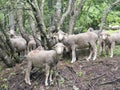 Sheep on grassy meadow near forest in national park des ecrins in the french haute provence