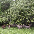 Sheep on grassy meadow near forest in national park des ecrins in the french haute provence