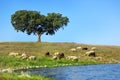 Sheep graze. Royalty Free Stock Photo