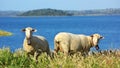 Sheep graze . Royalty Free Stock Photo