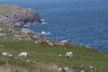 Sheep graze above sea cliffs at Cill Rialaig artists colony