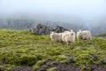 Sheep graze on the background of majestic nature, fog and Icelandic moss