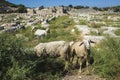 Sheep graze eating thorny bush amid ancient Lycian ruins of Patara, Mediterranean region, Turkey