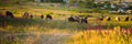 Sheep graze in a field with flowers at sunset Royalty Free Stock Photo