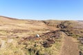 Sheep graze beside a footpath on Derwent Moor in Derbyshire Royalty Free Stock Photo