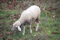 Sheep, village, sheep grazing, meadow