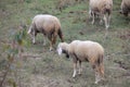 Sheep, village, sheep grazing, meadow