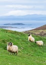 Sheep graze in a grassy field in Scotland