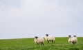 Sheep graze in a grassy field in Scotland