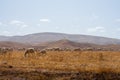 Sheep graze on grassy fields in High Atlas Mountains in Morocco.