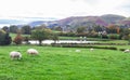 Sheep graze in a grassy meadow in England Royalty Free Stock Photo