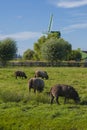 Sheep graze on green grass in the Zanse Schaens Museum in Zaandam, the Netherlands, on a sunny summer day.