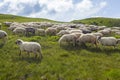 Sheep graze on a high mountain plateau Royalty Free Stock Photo