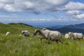 Sheep graze on a high mountain plateau Royalty Free Stock Photo