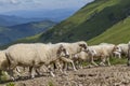 Sheep graze on a high mountain plateau Royalty Free Stock Photo