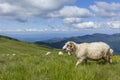 Sheep graze on a high mountain plateau Royalty Free Stock Photo