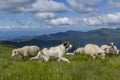 Sheep graze on a high mountain plateau Royalty Free Stock Photo