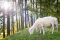 Sheep graze at hill with forest in back Royalty Free Stock Photo