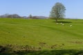 Sheep graze on a hillside under a cloudless spring sky in Ambleside Royalty Free Stock Photo