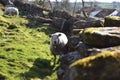 Sheep graze in a hilly area in the autumn.