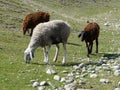 Sheep graze in Hissar valley Royalty Free Stock Photo