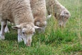 Sheep graze in the meadow. sheep eating green grass in the field