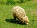 Sheep graze in the meadows